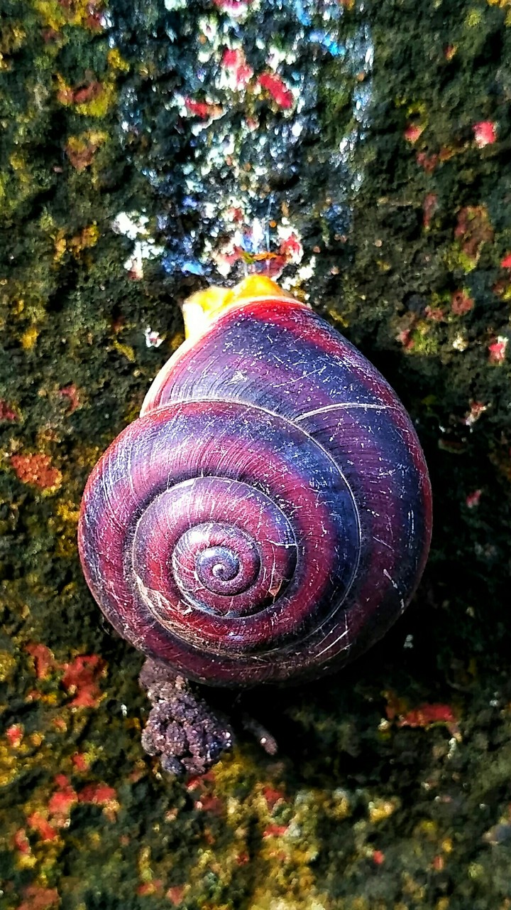 snail