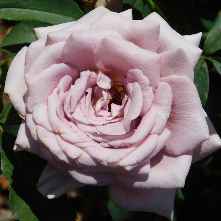 Mauve Rose