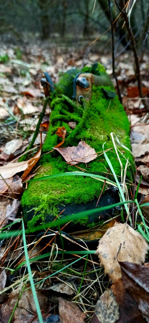тапети twig, vegetation