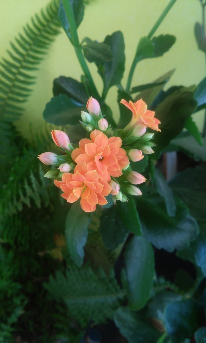 flor