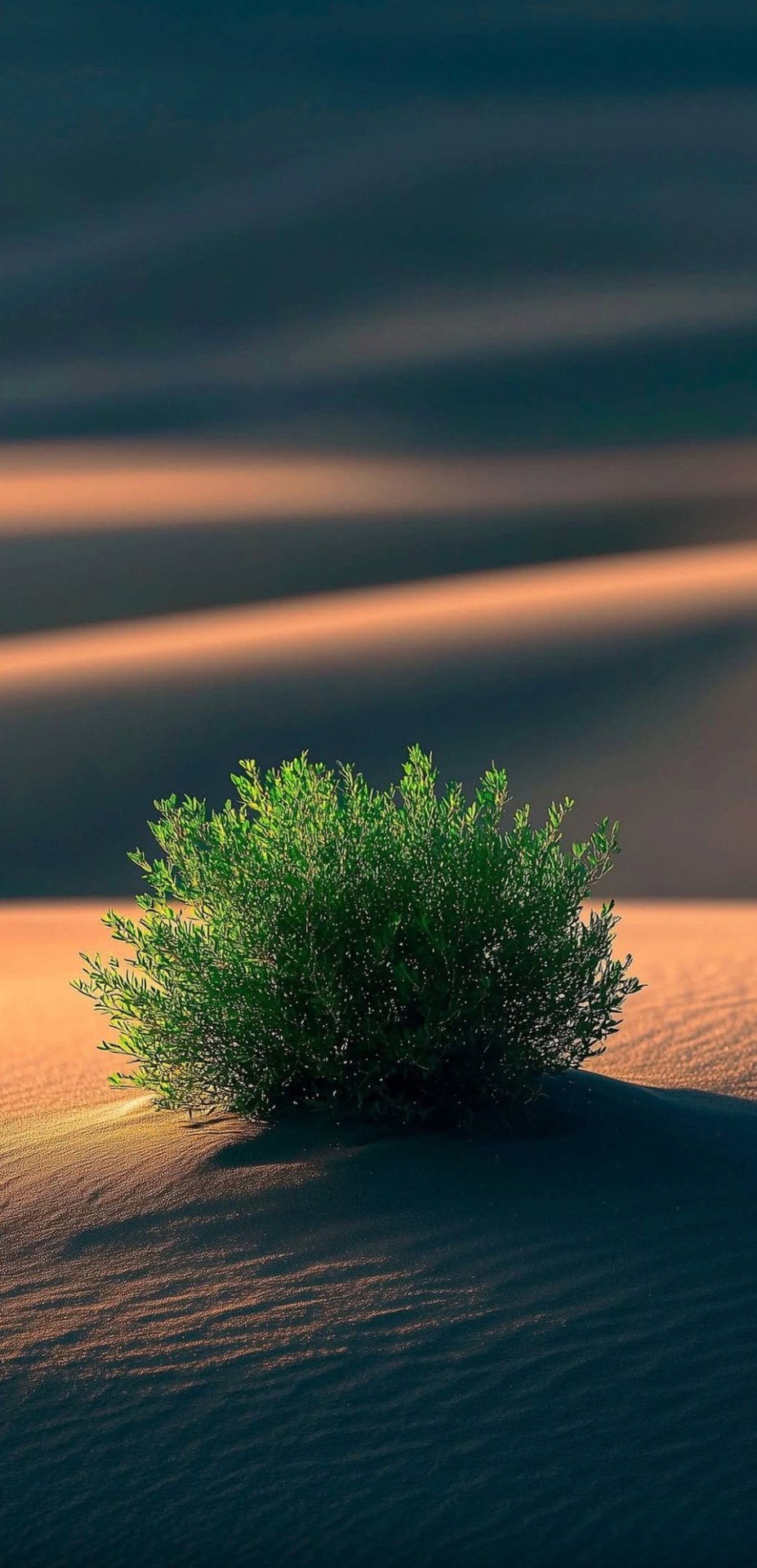 sunrise, sunlight duvar kağıtları