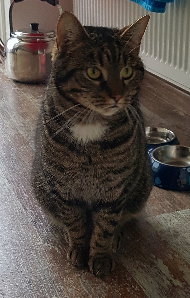 fat Louie ♡