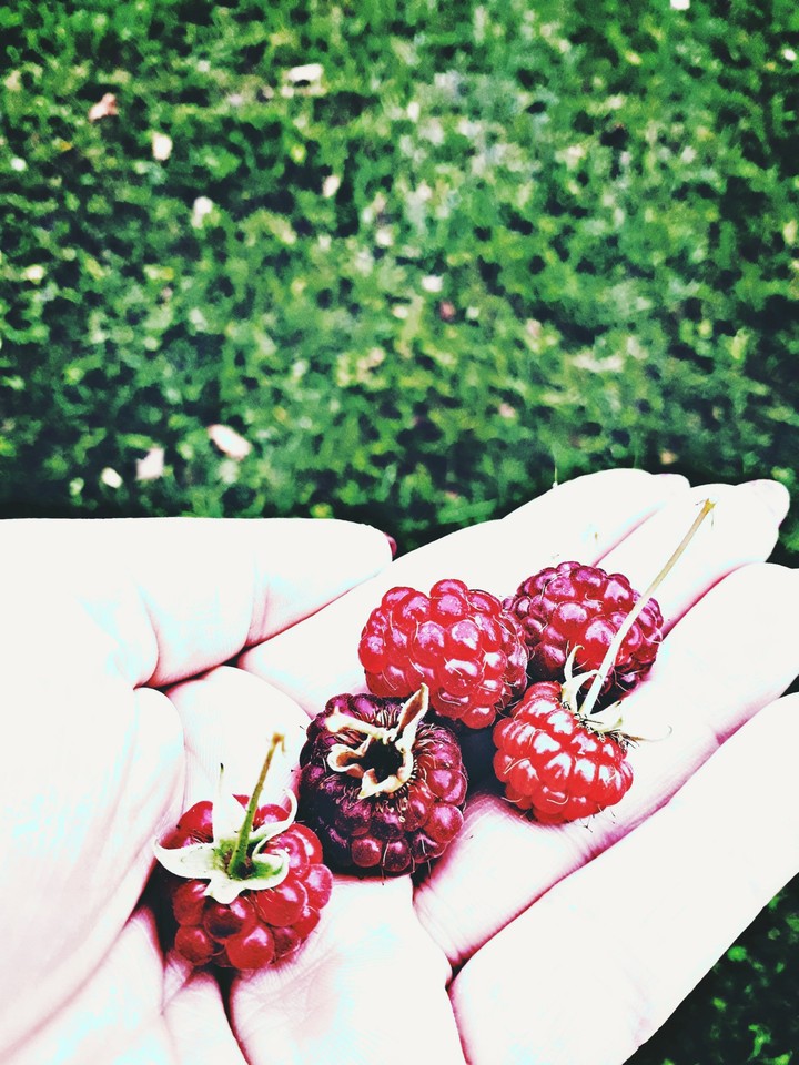 Raspberry