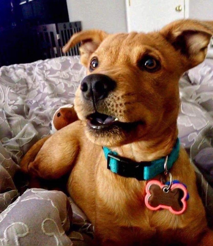 Scooby Doo
