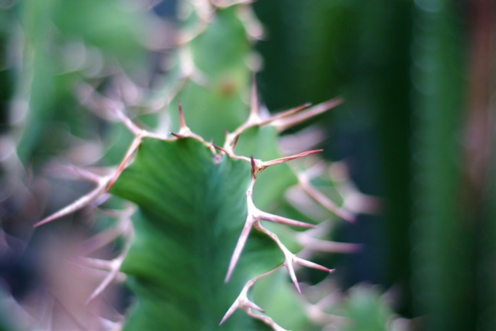 Cactus