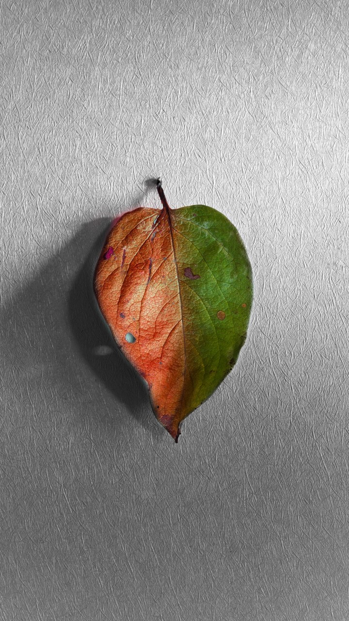 Two Colored Leaf