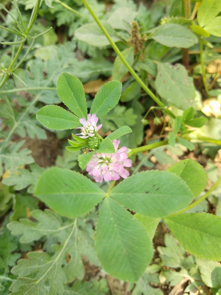 purple flower
