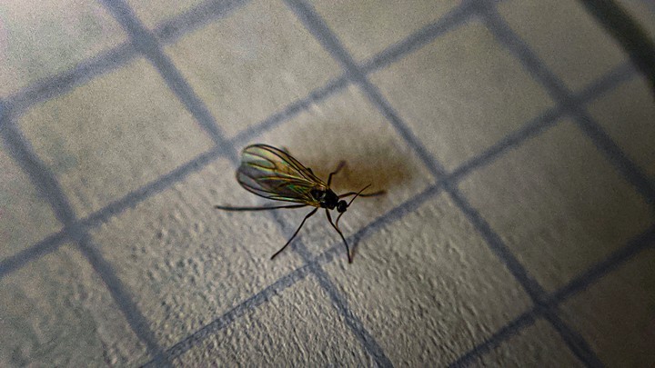 mosquito