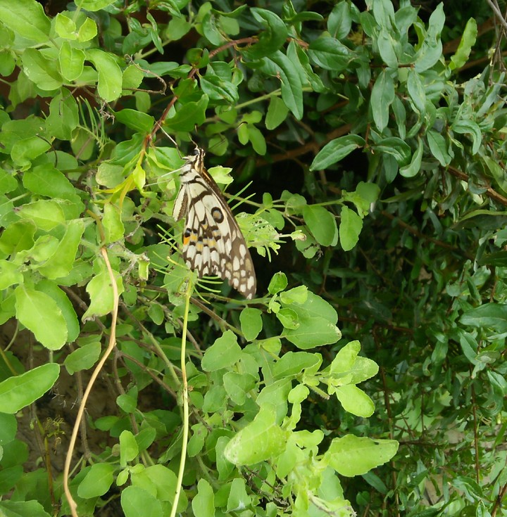 Butterfly