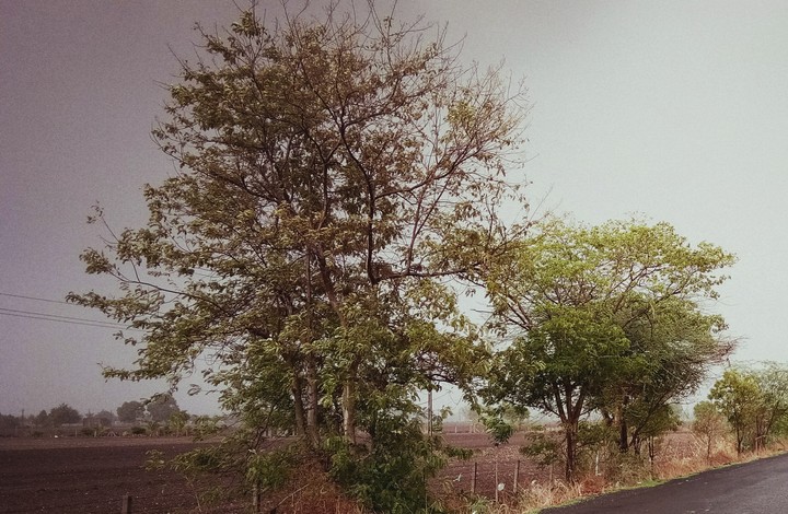 Rainy