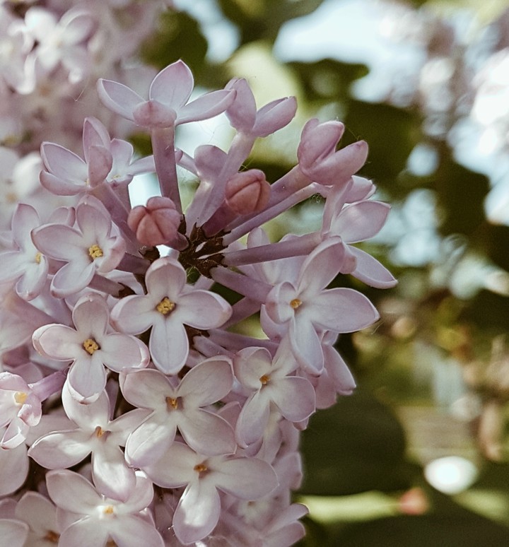 Lilac