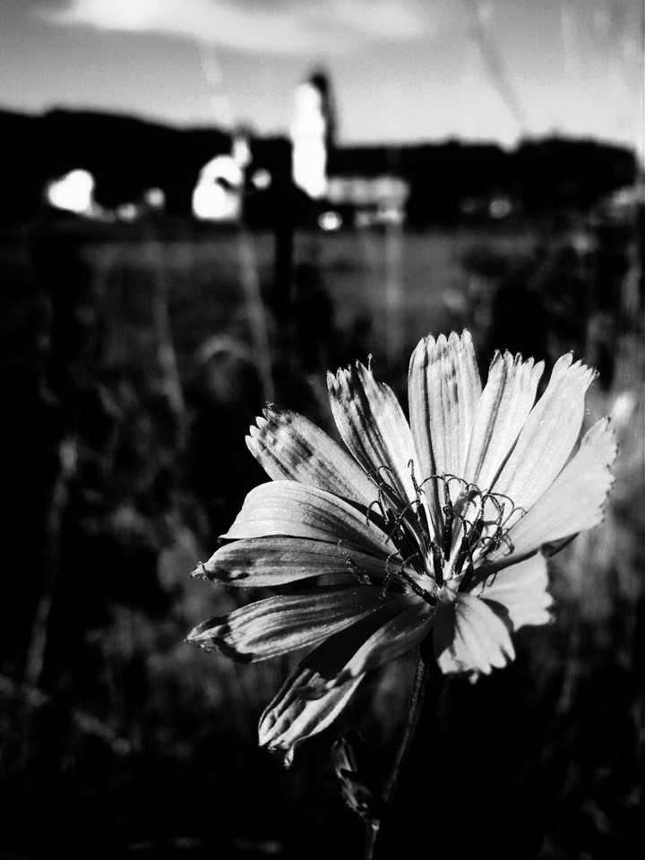 small flower