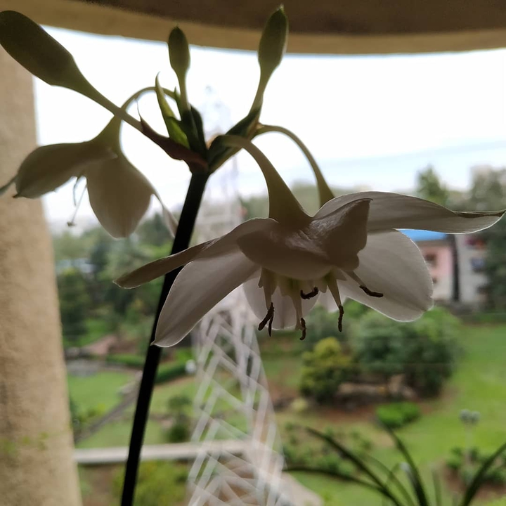 flower photography
