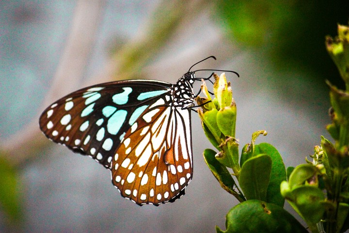 #beauty #butterfly #mothernature