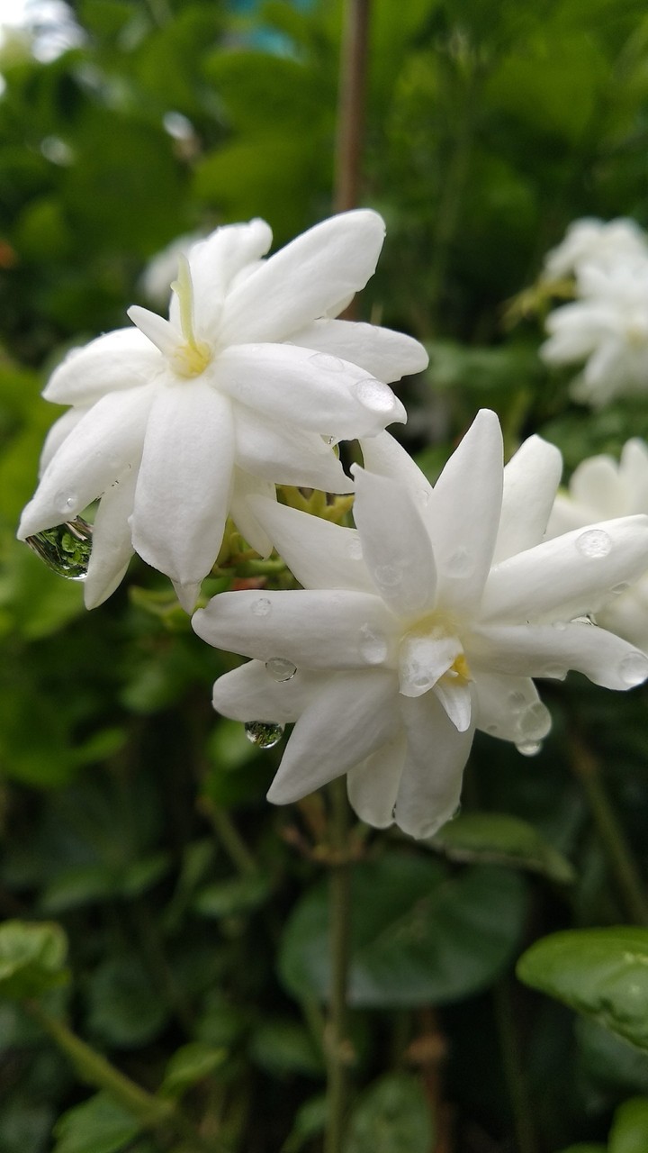 peace in white