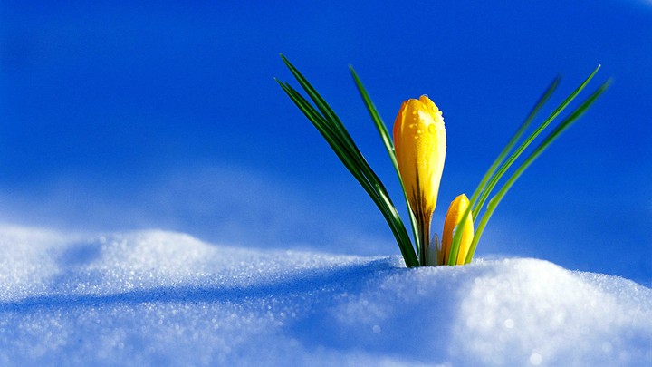Blume