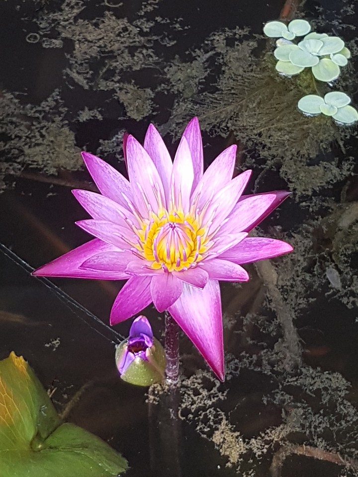 Fleur de lotus
