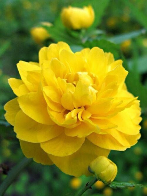 Yellow flower.