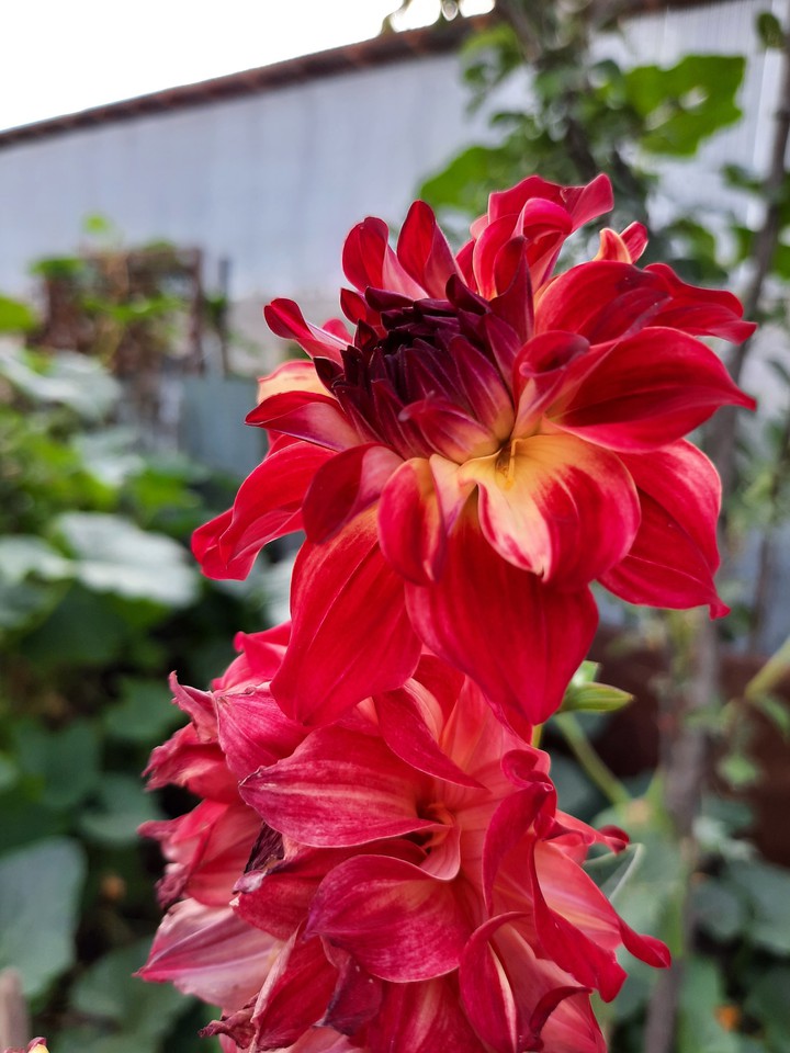 dahlias
