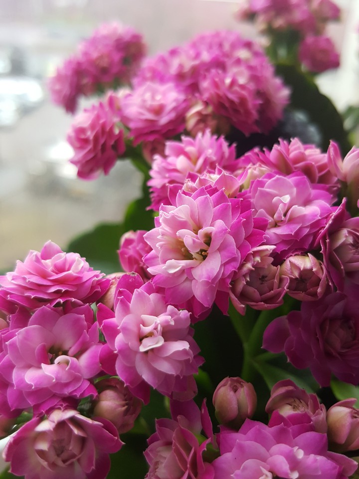 spring