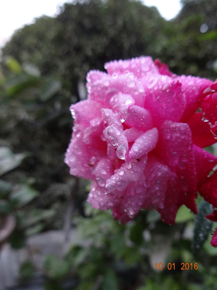 rose