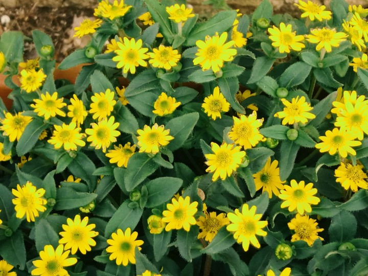 yellow flowers