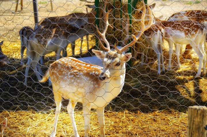 animals