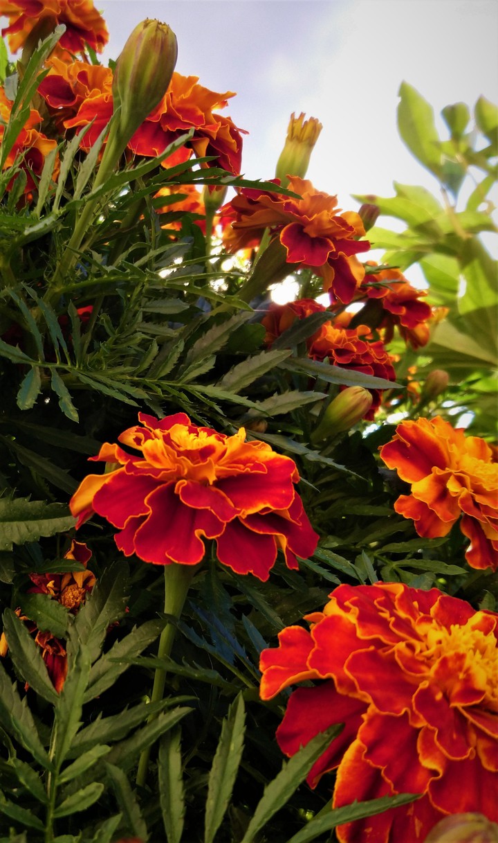 Flower