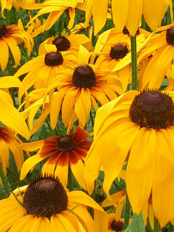 flowers