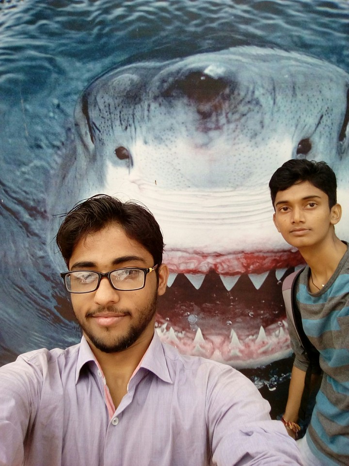 shark