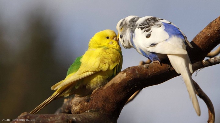 parrot