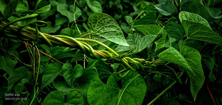 plant