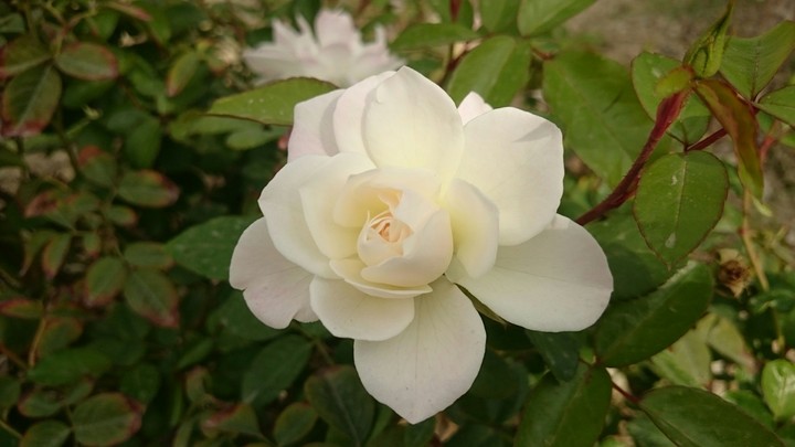 flower