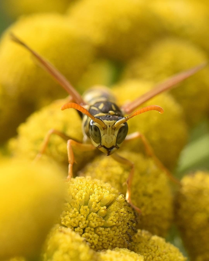 bees