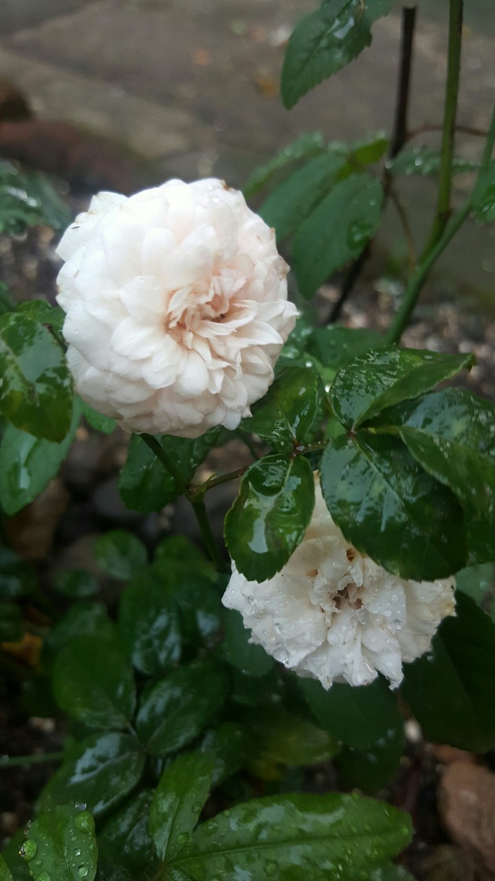white rose.