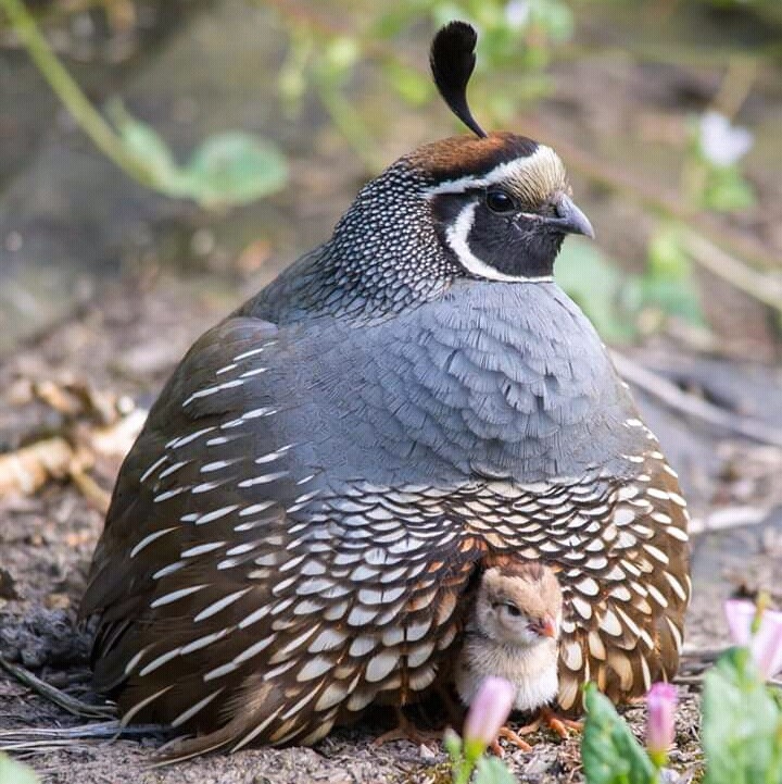 oiseaux...
