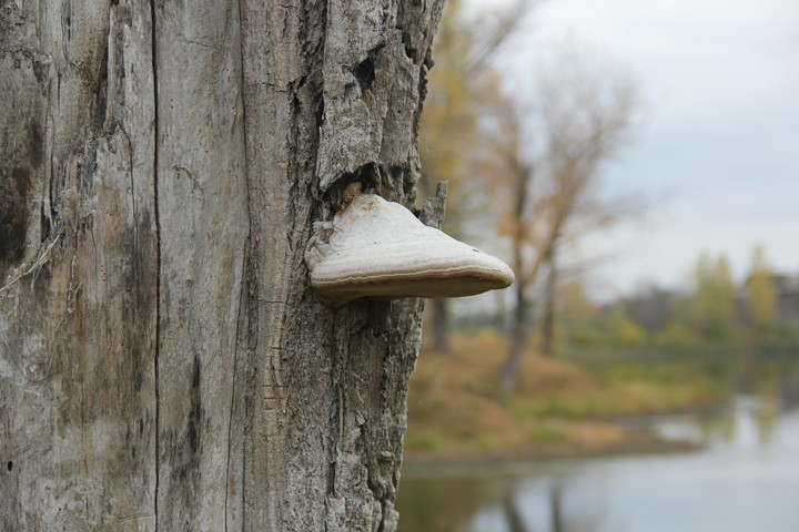 Mushroom on the tree