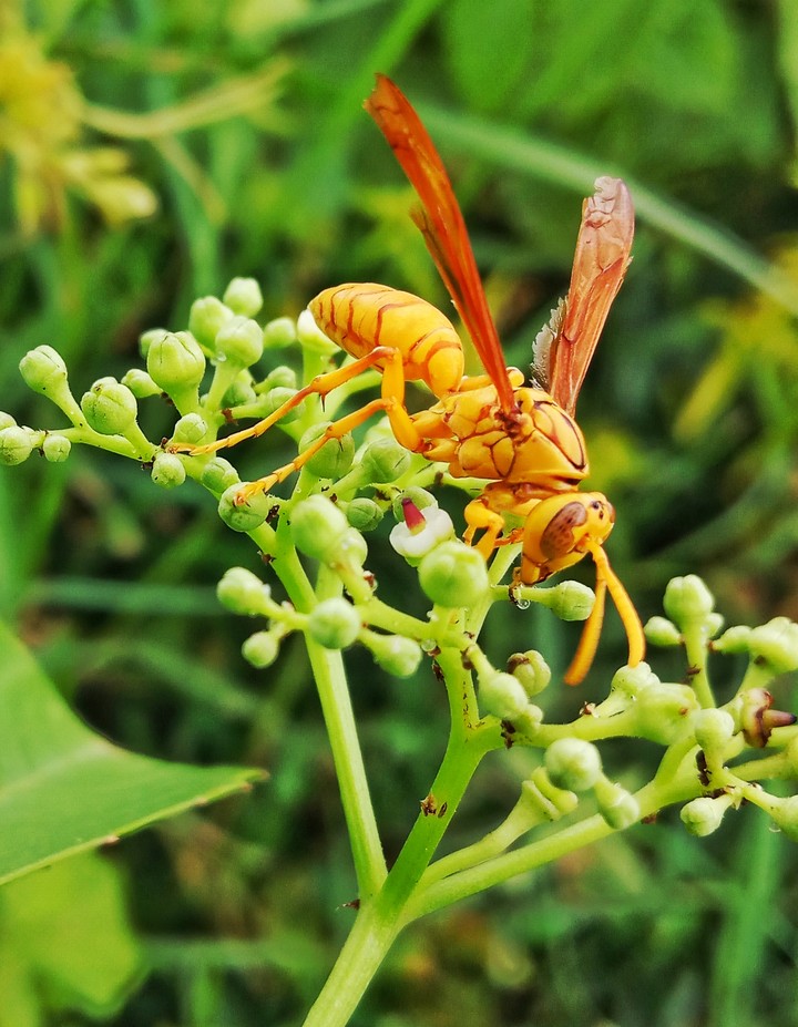 hornet,^_^insect