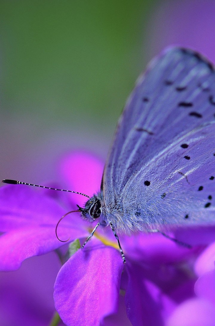 Purple Butterfly