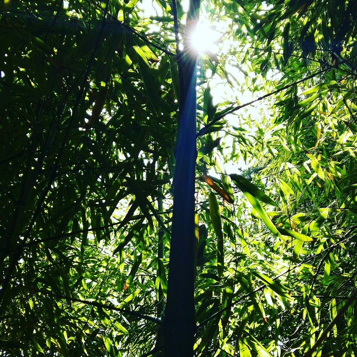bamboo