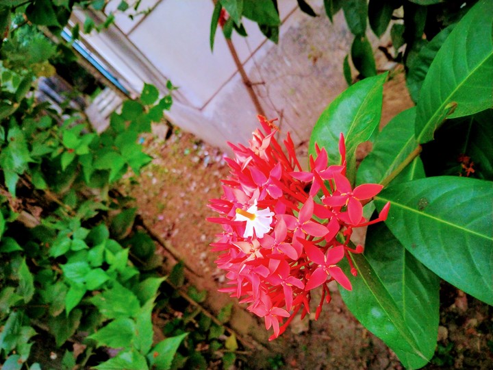 flower