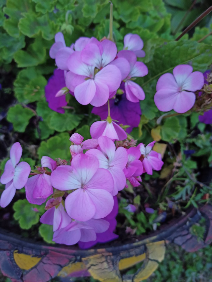 Flower