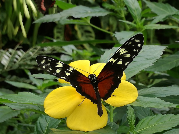 Schmetterling