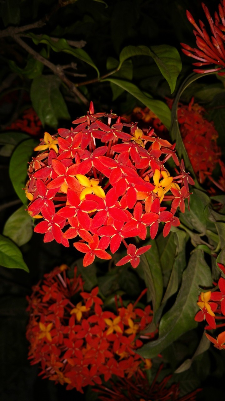 glitering flower