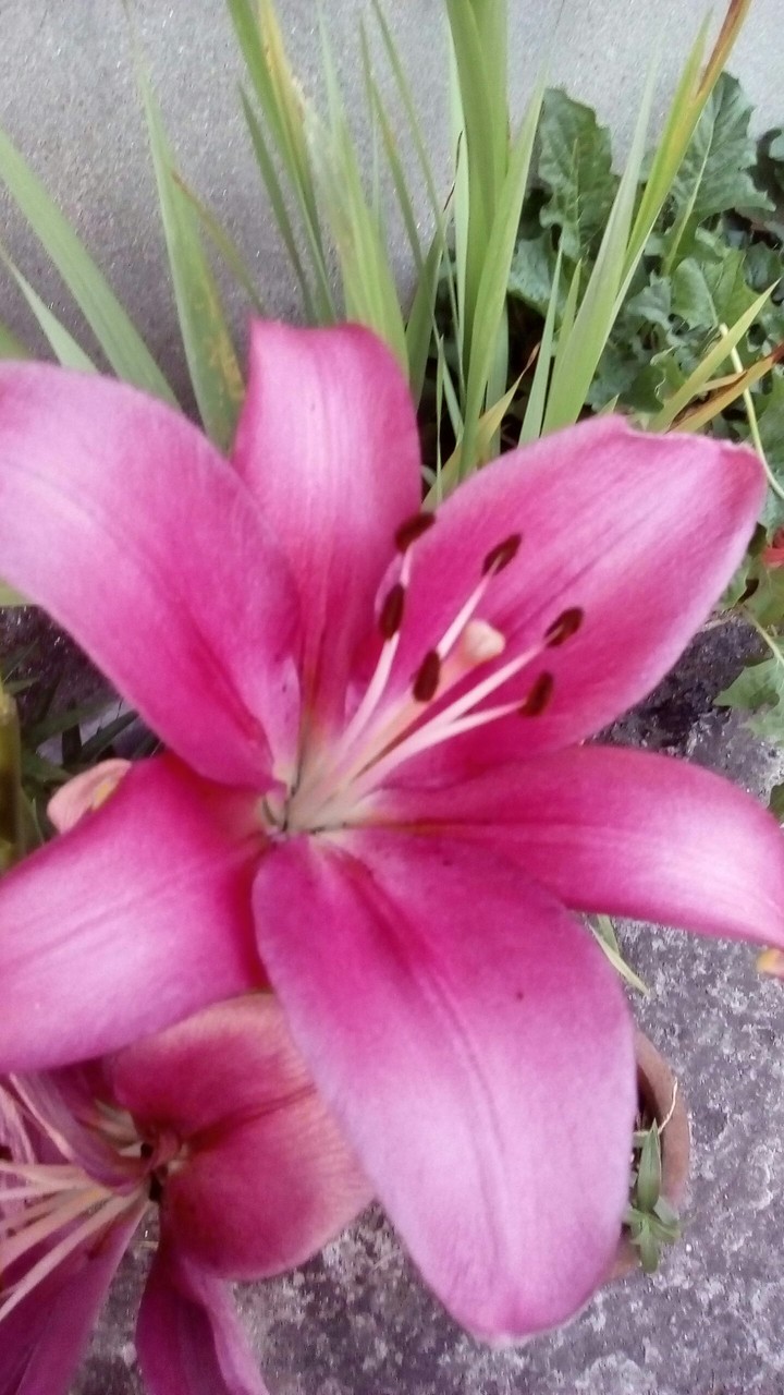 Pink pride