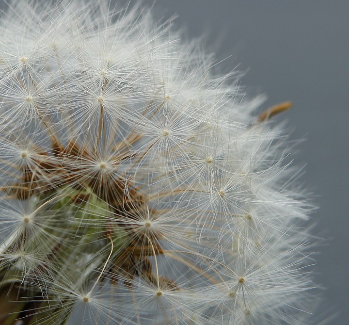 Pusteblume