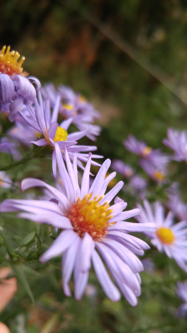 Purple flower