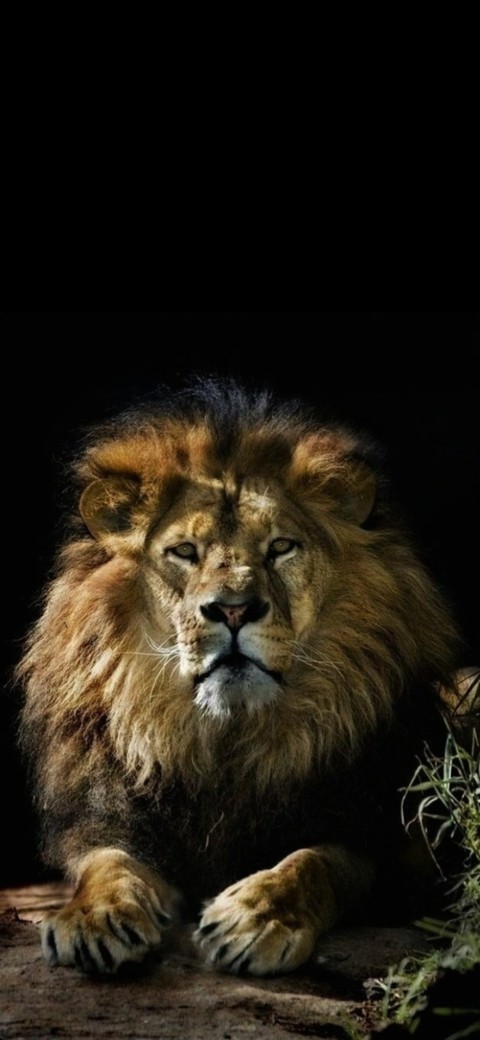 Lion, mane duvar kağıtları