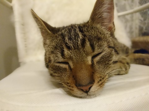 so tired cat