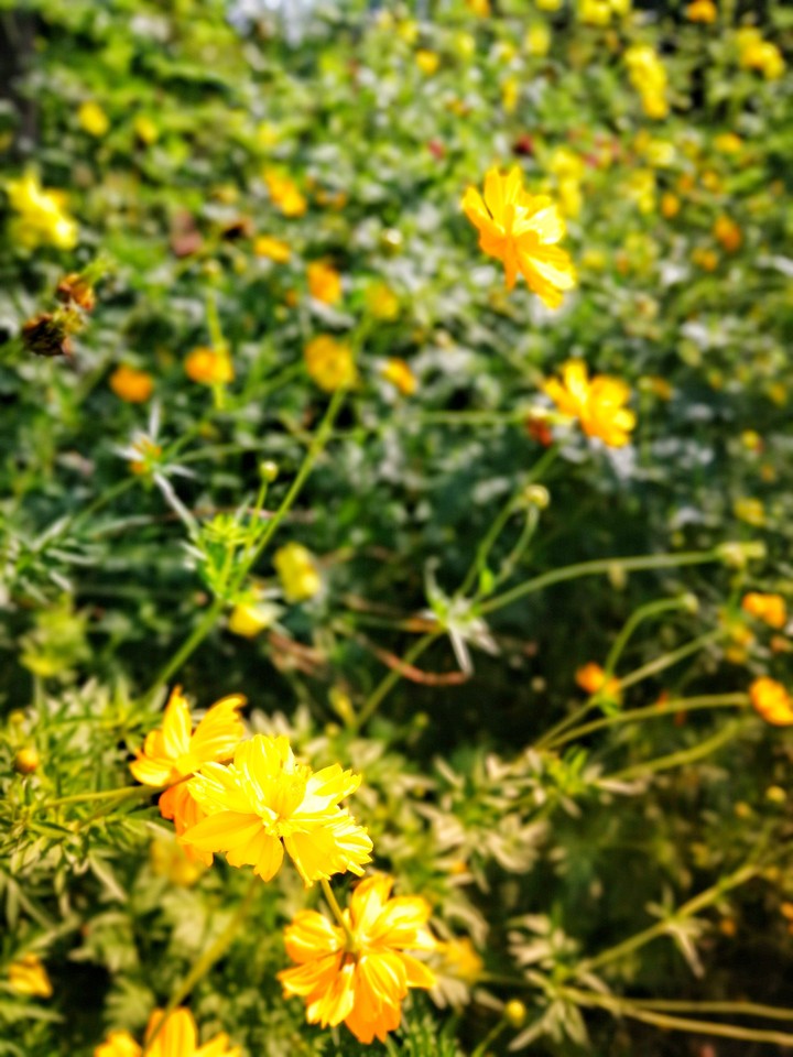 Yellow flower